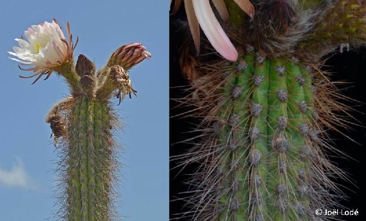 Trichocereus tacaquirensis JLcoll.4361